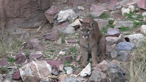 North American Cougar or Mountain Lion Male Looking around and Running in Desert Canyon
