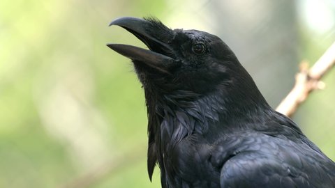 Common raven (Corvus corax), also known as the northern raven, is a large all-black passerine bird. 
