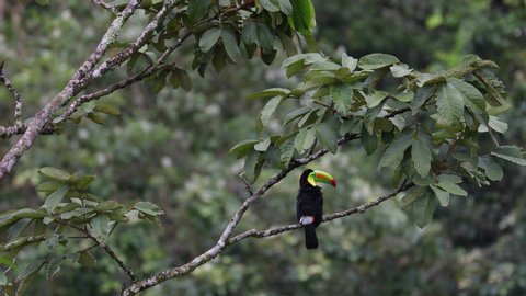 Keel-billed Toucan sitting on branch in Costa Rica 