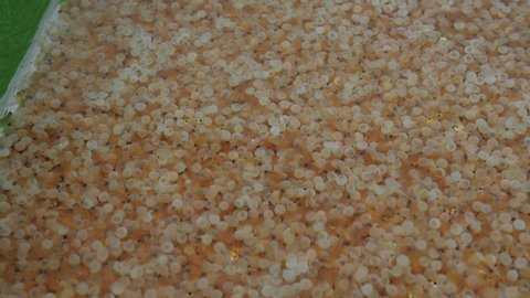 Fish eggs hatching into larvae in controlled conditions in hatchery, closeup pan