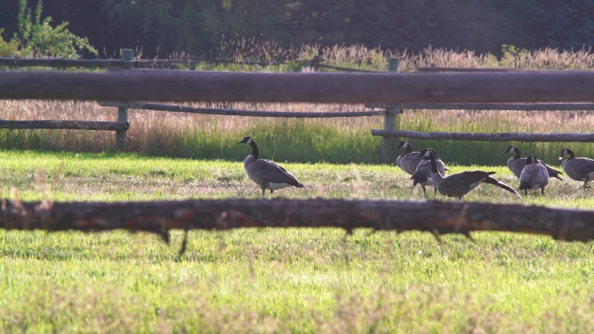 A wide shot of a flock of geese walking in a field, framed in an old wood fence, with bugs flying in the background.   Late evening.