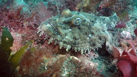 Anglerfish (Lophius piscatorius) off Pembrokeshire, Wales