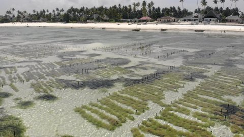 Aerial shot of Underwater seagrass Sea weed plantation. Jambiani, Zanzibar, Tanzania.