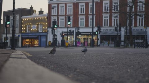 Crouch End, London / UK - March 24 2020: Coronavirus Lockdown. Pigeons on Empty Street, Crouch End Broadway, Bus Passes.
