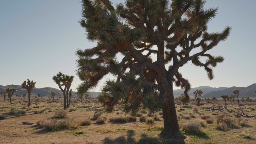 Sun breaks through the branches of Joshua tree in Joshua tree national park. Steadicam shot
