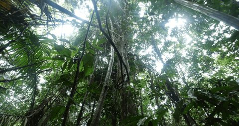 A tangled net of  lianas hanging from the rainforest canopy, POV. Pristine Amazonian rainforest near Rio Tiputini, Orellana province, Ecuador