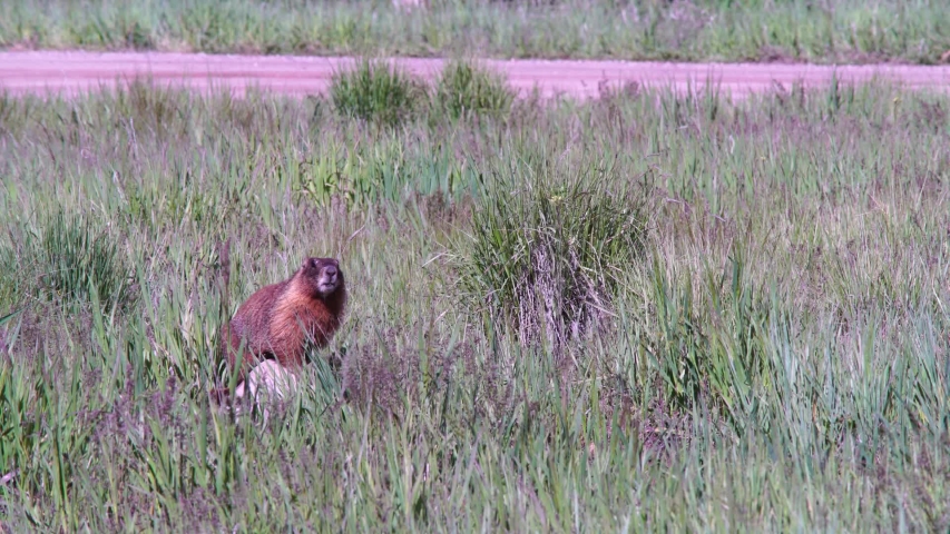 An adult marmot rests on a rock in a grassy field, with dirt road in the background.