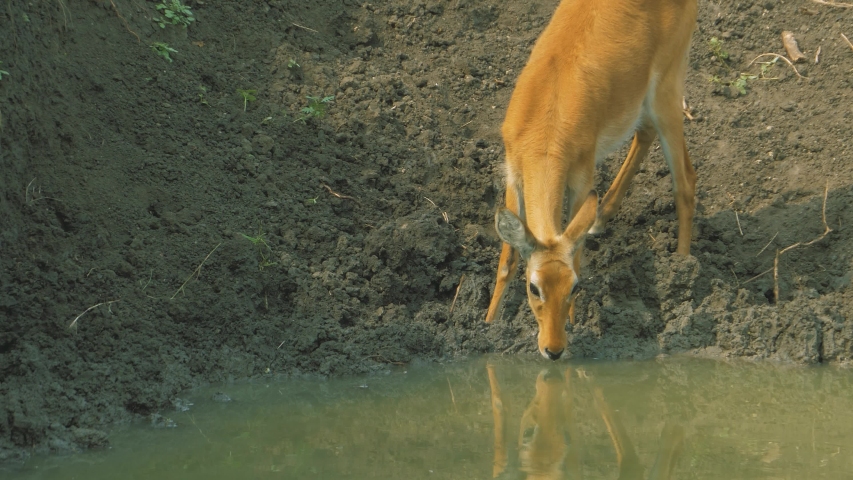 Small antelope (Kobus kob) cub stands at a watering hole sniffing water and is afraid of danger. Looks at the reflection. Close-up 50 fps shot. Queen Elizabeth National Park, Uganda.