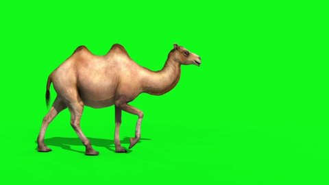 Camel Walks Green Screen 3D Rendering Animation Animals