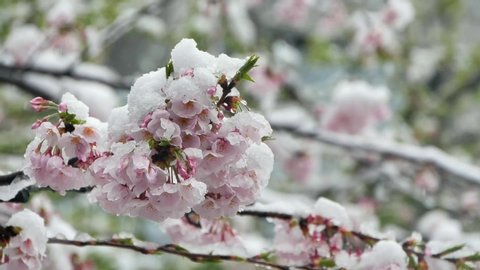 Out of season snow and cherry blossoms in full bloom