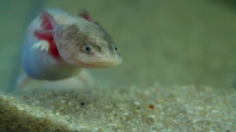 Axolotl, Ambystoma mexicanum 3