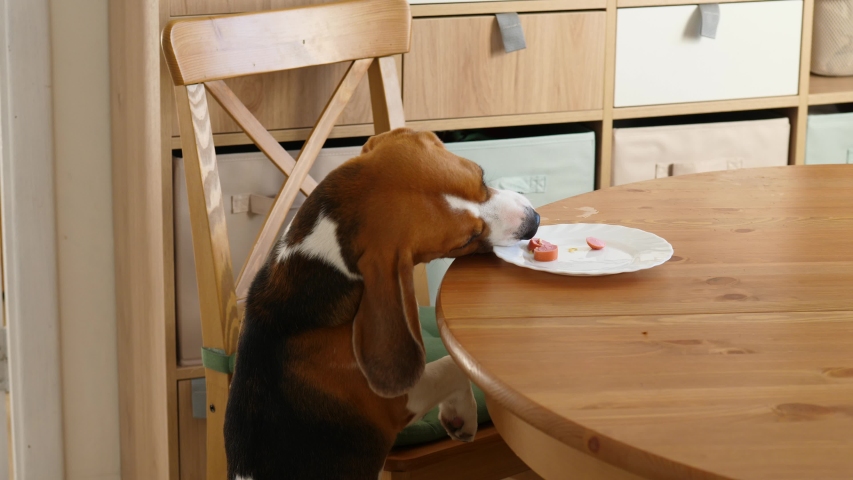 Beagle steal piece of food from kitchen table when nobody see, funny scene. Dog stand up on hind legs and crook to reach snack remains lying on plate | Shutterstock HD Video #1049326954