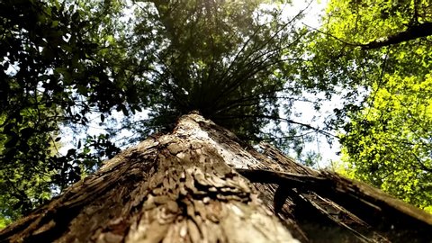 Looking Upward Along a Tree Trunk in The Forest with Bright Green Color from Leaves in The Bright Sun Glistening on the Brown Bark with Blue Sky Behind the Massive Canopy