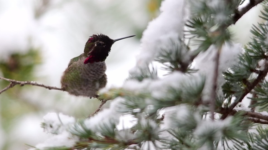 Hummingbird in the snow preening and flapping its wings
