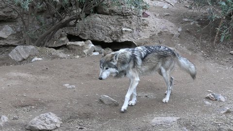Mexican Wolf Male and Female Adult Pair 