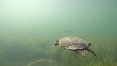 Underwater of Painted Turtle Swimming in Freshwater Lake or Pond in Spring