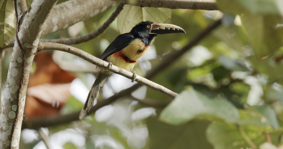 Colorful Collared Aracari Toucan-like Bird Perched and Looking Around in Panama Jungle