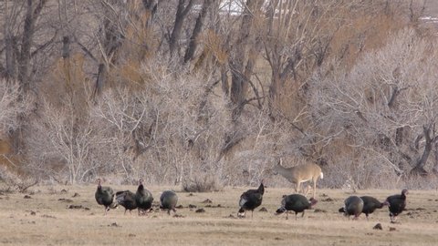 Lone White-tailed Deer Eating and Grazing in Field and Flock of Turkeys