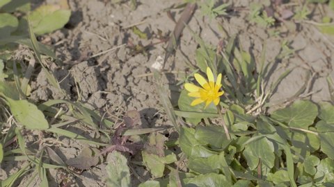 Ranunculus or lesser celandine yellow spring flower