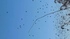 huge flock of black birds against a blue sky, smartphone vertical screen
