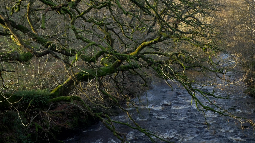 Moss Covered Tree Branches Overhanging River Wyre Rapids Abbeystead on an Autumn Day viewed from the Bridge