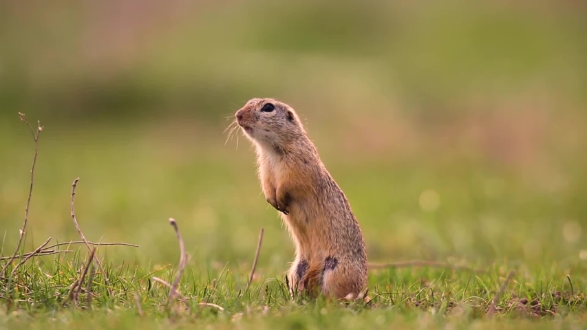 Ground Squirrel in the Grass image - Free stock photo - Public Domain ...