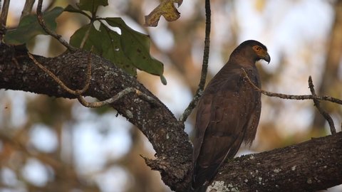 Crested serpent eagle (Spilornis cheela) perching on a broken tree bark looking for prey. Serpent eagle shot in Ranthambore national park, Rajasthan, India. 