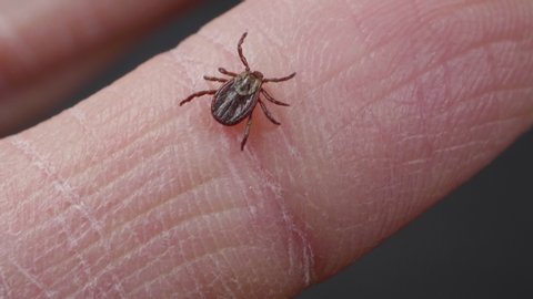 Blood-sucking mite tick creepes on the human finger to bite