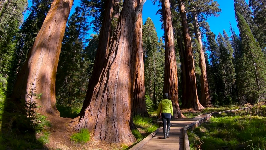 Woman walking on the trail of Sequoia National Park. Enter the trees. Beautiful landscape.