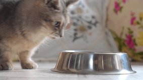 Grey cat eats from a metal bowl at home, puts the food on the floor, finishes and moves from place to place to the other side and continues to eat