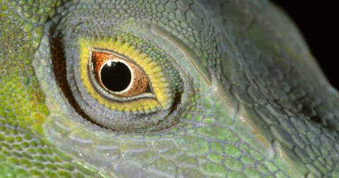 Spotted Green Anole (Anolis punctata) Close-up of eye. From rainforest in Orellana province, in the Ecuadorian Amazon.