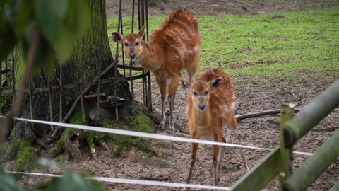 Two young white-tailed deer (or fallow deer) in zoo. One of them eats something and enother cleans its fur.