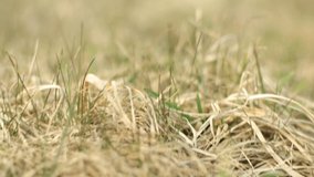 Video 4K, texture blur and defocus, young green grass on the field and plowed land in spring.