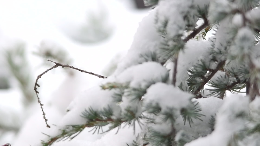 Hummingbird flies and lands on a branch in the snow and sticks out its tongue