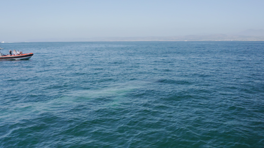 Watching whales. A small red motor boat with people moves in dark blue water. A spray fountain rises from the water next to the boat, then the back of a large whale appear. Aerial, 4K