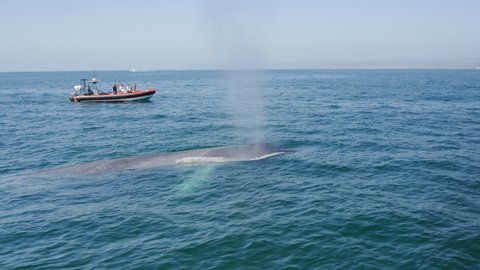 Watching whales. A small red motor boat with people moves in dark blue water. A spray fountain rises from the water next to the boat, then the back of a large whale appear. Aerial, 4K