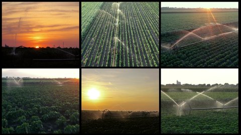Beautiful Sunset Over Irrigated Agricultural Field - Multi Screen Video. Irrigation System Spraying Water Over Growing Crop in a Field at Sunset. Agricultural Irrigation System Watering Pepper Field.
