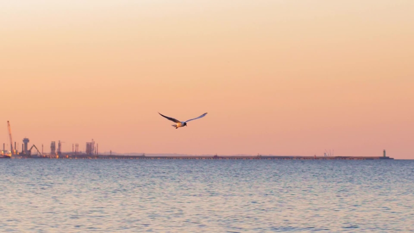 Seagull Flying over Sea at Sunset Slow Motion
