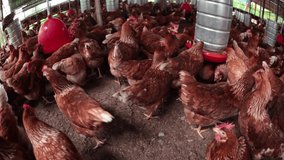 Panoramic view of chickens feeding on the farm. Hundreds of chickens. Raising chickens in the Amazon Rainforest. 