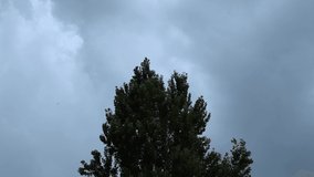 Cloudy sky, wind shakes a huge tree, storm approaching
