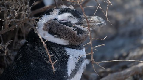 Close up view of the Magellanic penguin (Spheniscus magellanicus) relaxing on land