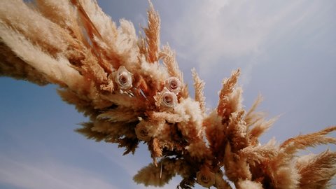 Pampas grass . Grass swings in the wind. plants slowly move in the wind. close up, slow motion, Move camera