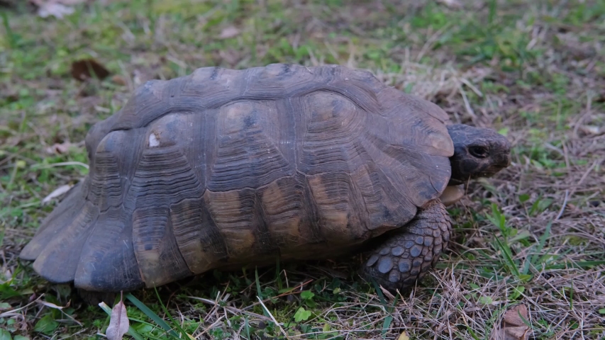 Hermanns Tortoise or Spur-thighed Tortoise Stock Footage Video (100% ...