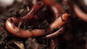 Closeup view 4k video of alive worms in black compost soil ready to use for fishing.