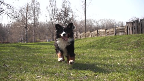 big happy funny bernese mountain dog running in slow motion on a green grass