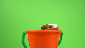 Closeup 4k video portrait of cute little curious white and brown guinea pig sitting in small orange toy sand bucket isolated on green background.