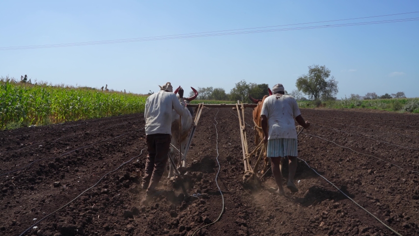 Indian / Asian Farmer plows the fields with bull 