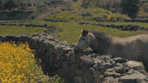 A pony looking at a rape flower over a stone wall on a sunny spring day when the wind gently blows.
On the coast of Jeju Island in Korea.