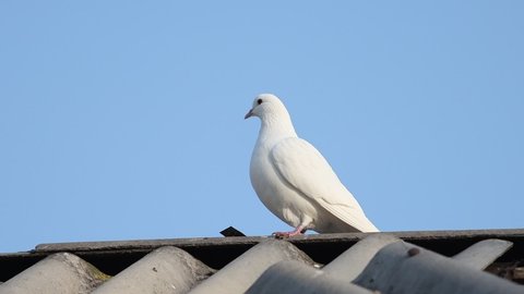 white dove on the roof shakes off feathers