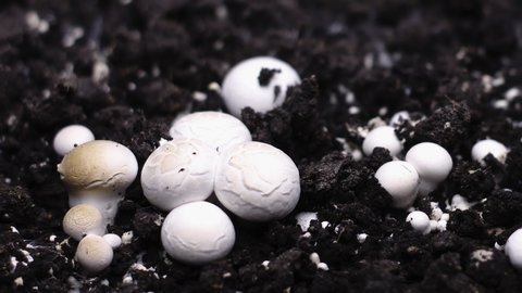 Champignon Mushrooms Growing Timelapse, Fresh New Mushroom Sprout from the ground.